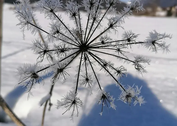 Gfrerer Althofen Mariapfarr